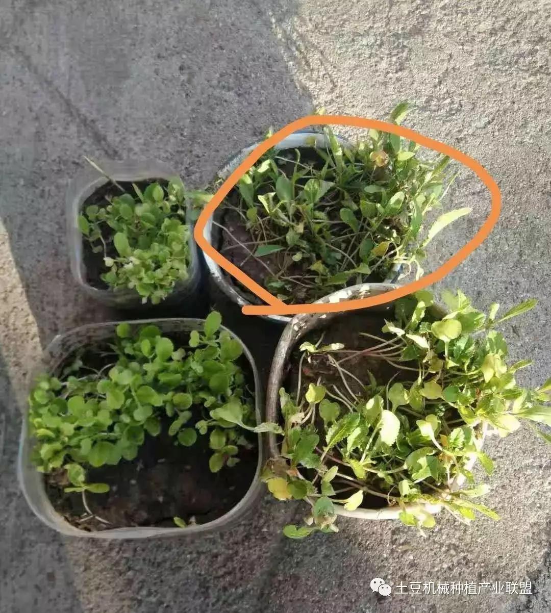 灭草松除草剂对马铃薯药害,马铃薯药害的一般症状图片