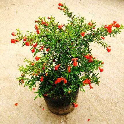 盆栽石榴花怕冷吗,石榴花盆栽不开花