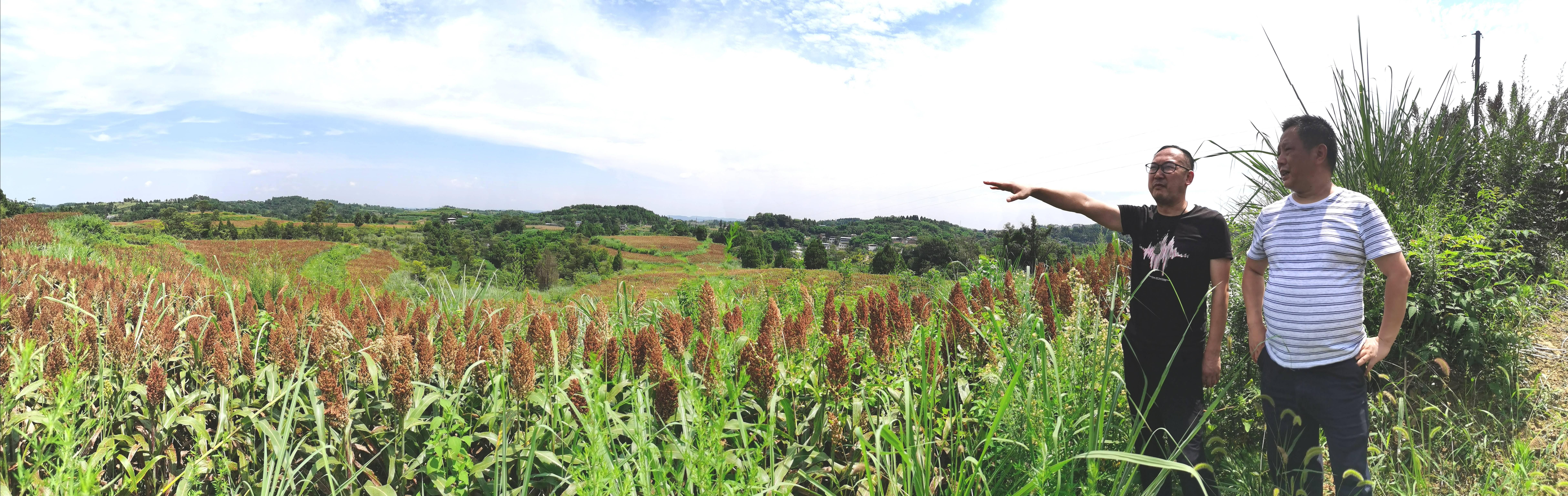 红了!红了!这些天的南充市嘉陵区龙蟠镇真的是“红遍天”了