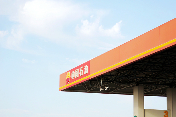 国外野生斑鸠窝图片,最简单斑鸠窝