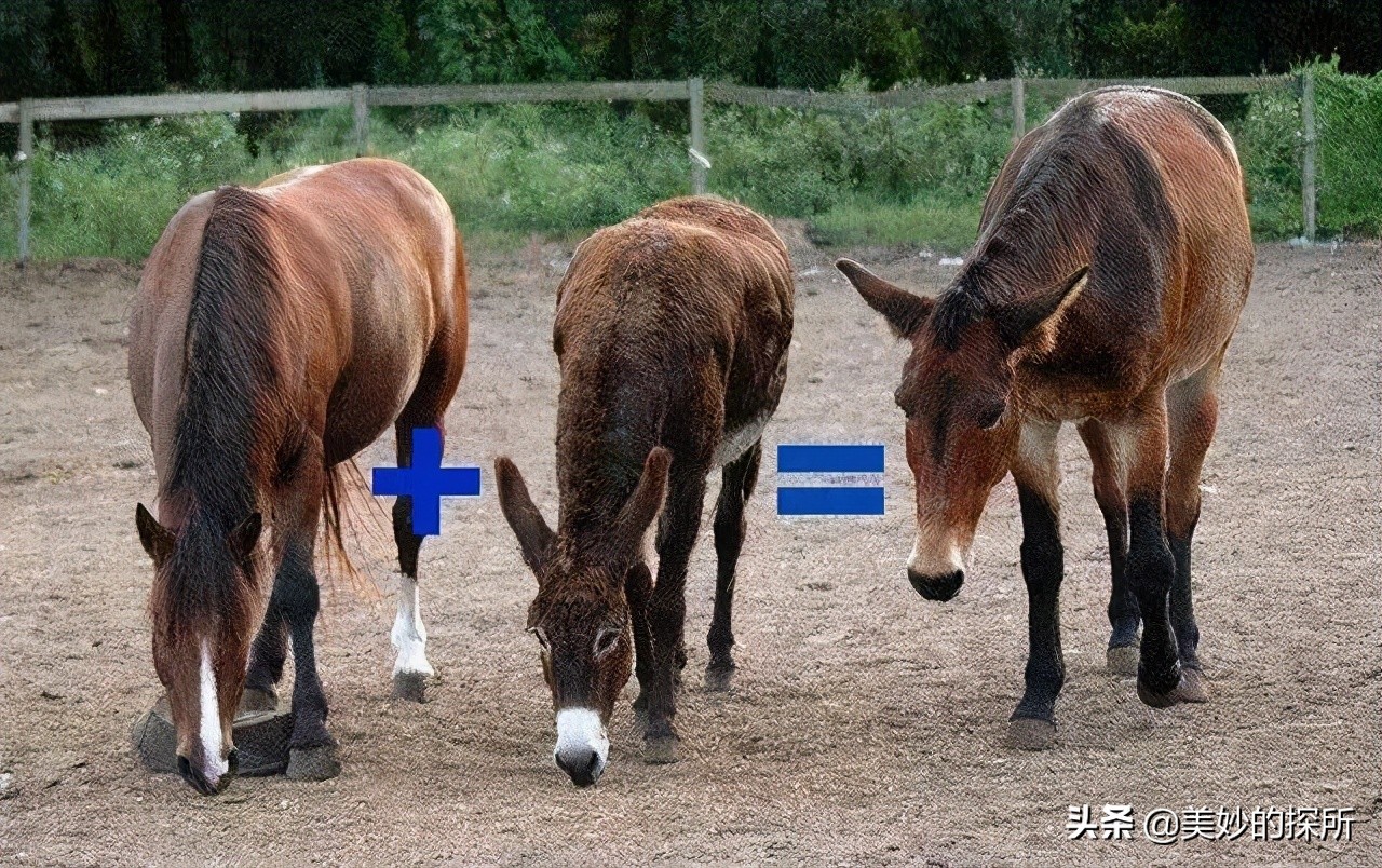 黄种人、黑人、白人为什么可以自由交配，没有产生生殖隔离？