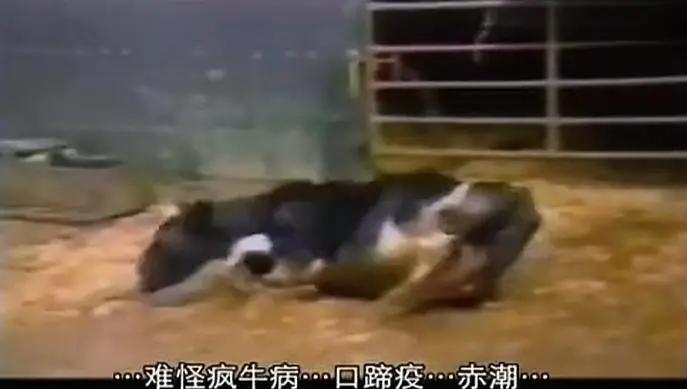 总统喊你来看片，这波硬核安利我吃了