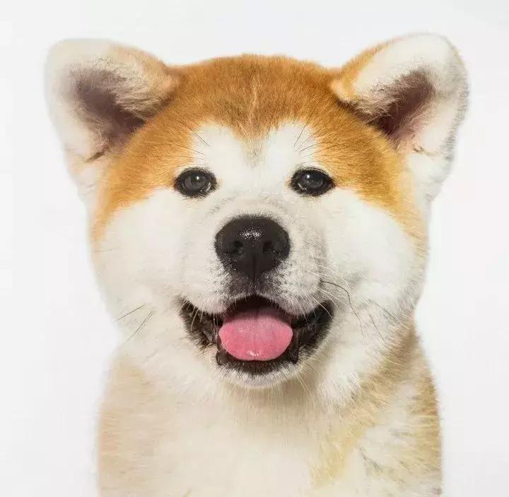 南通有条狗居然想在苏通大桥附近横渡长江，游往江南！