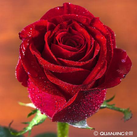 张爱玲红玫瑰与白玫瑰经典散文,散文红玫瑰