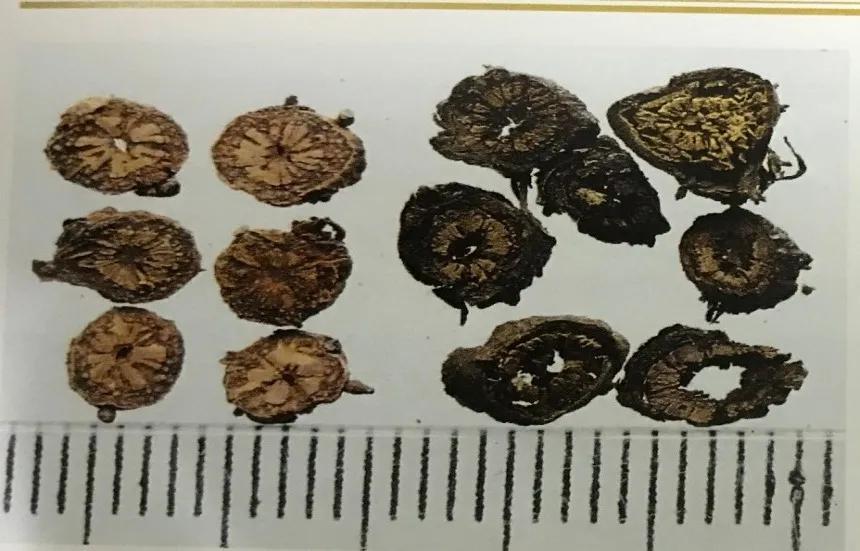 苦到极致的黄连,苦黄连的药用价值