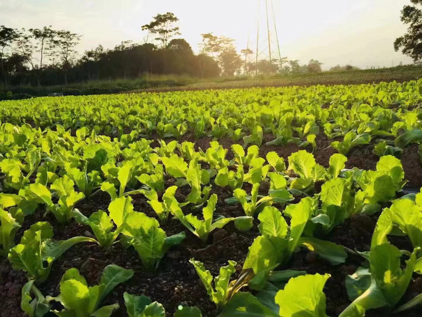 深圳石岩农场生态园攻略,深圳市石岩大树生态农场位置