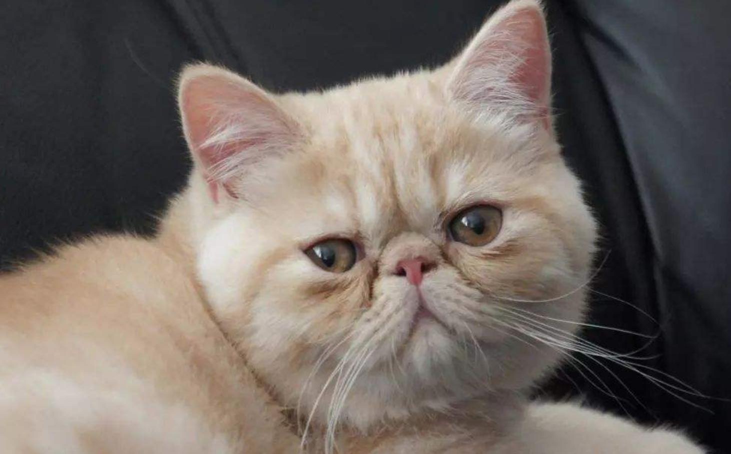 铲屎官通过监控看自家宠物,铲屎官查看猫咪视频