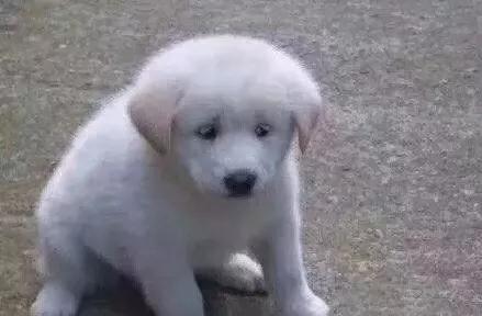 坐公交故意被门夹到脚,坐公交车被夹断了腿