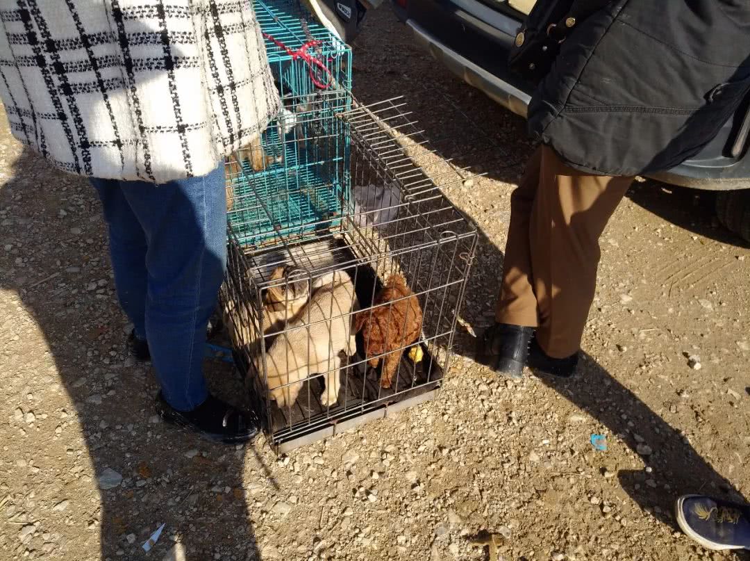 巴哥犬一般卖多钱,网上卖的巴哥犬价200一只是真的吗