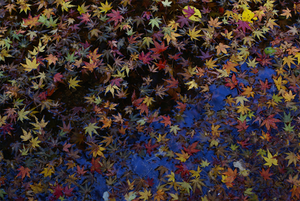 秋景拍摄技巧和方法,秋景拍摄三大忌