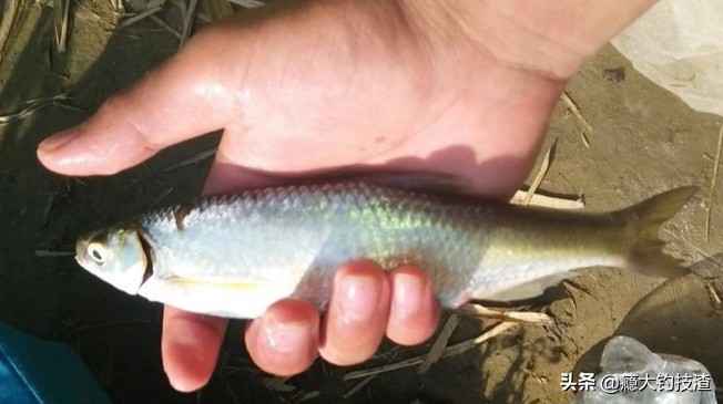 如何更好的钓小白条,钓白条的正确方法和技术