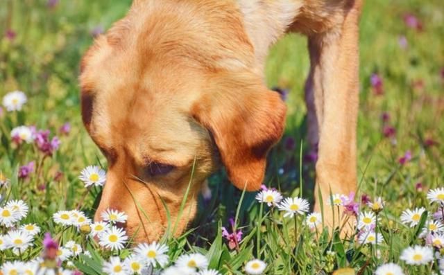 狗狗出门到处闻背后的原因不简单,狗狗频繁出现这5个信号