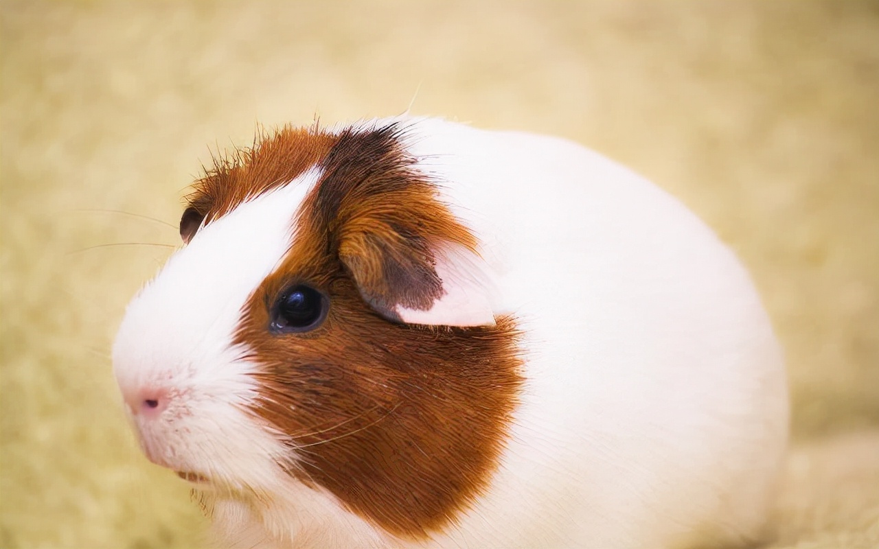 荷兰猪拉稀是黑水吗,为什么荷兰猪拉稀一天就死了