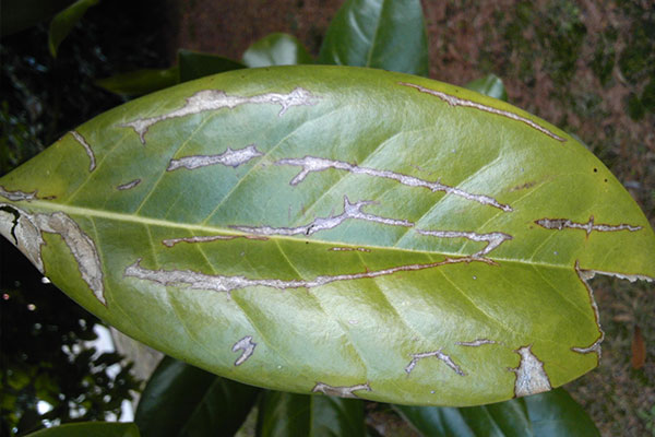 广玉兰树树叶发黄枯萎补救办法,广玉兰叶子发黄