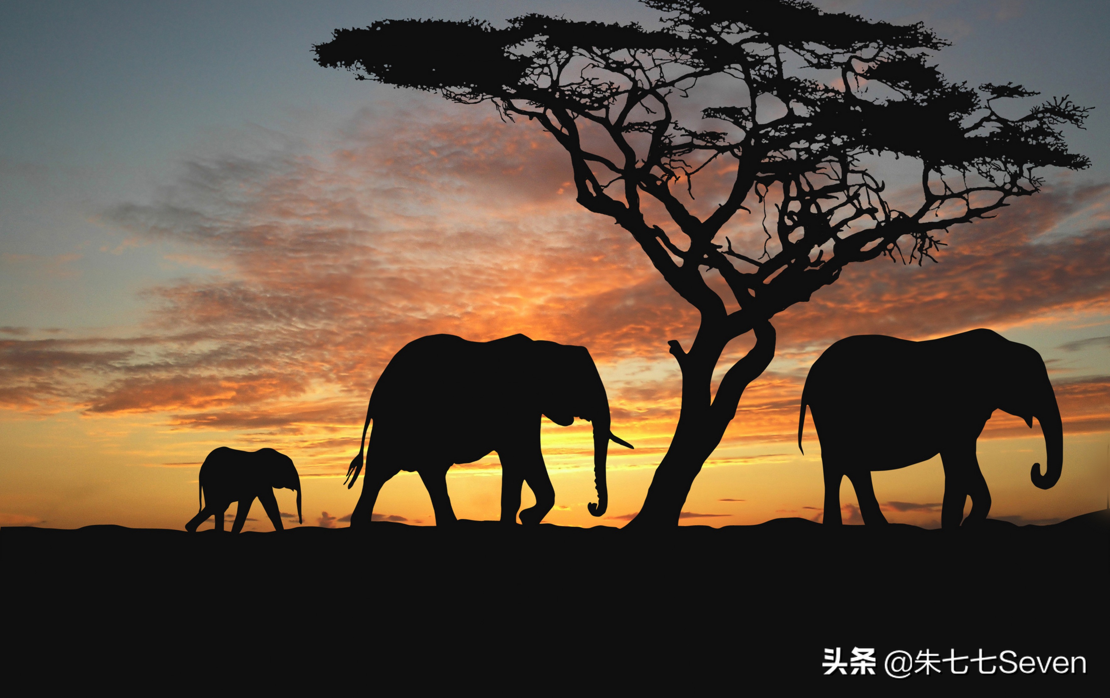 东非野生动物大迁徙,东非动物大迁徙