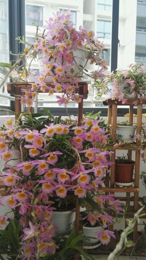 好养的兰花既高贵又漂亮惹人喜欢,哪种兰花最好养四季开花又很香