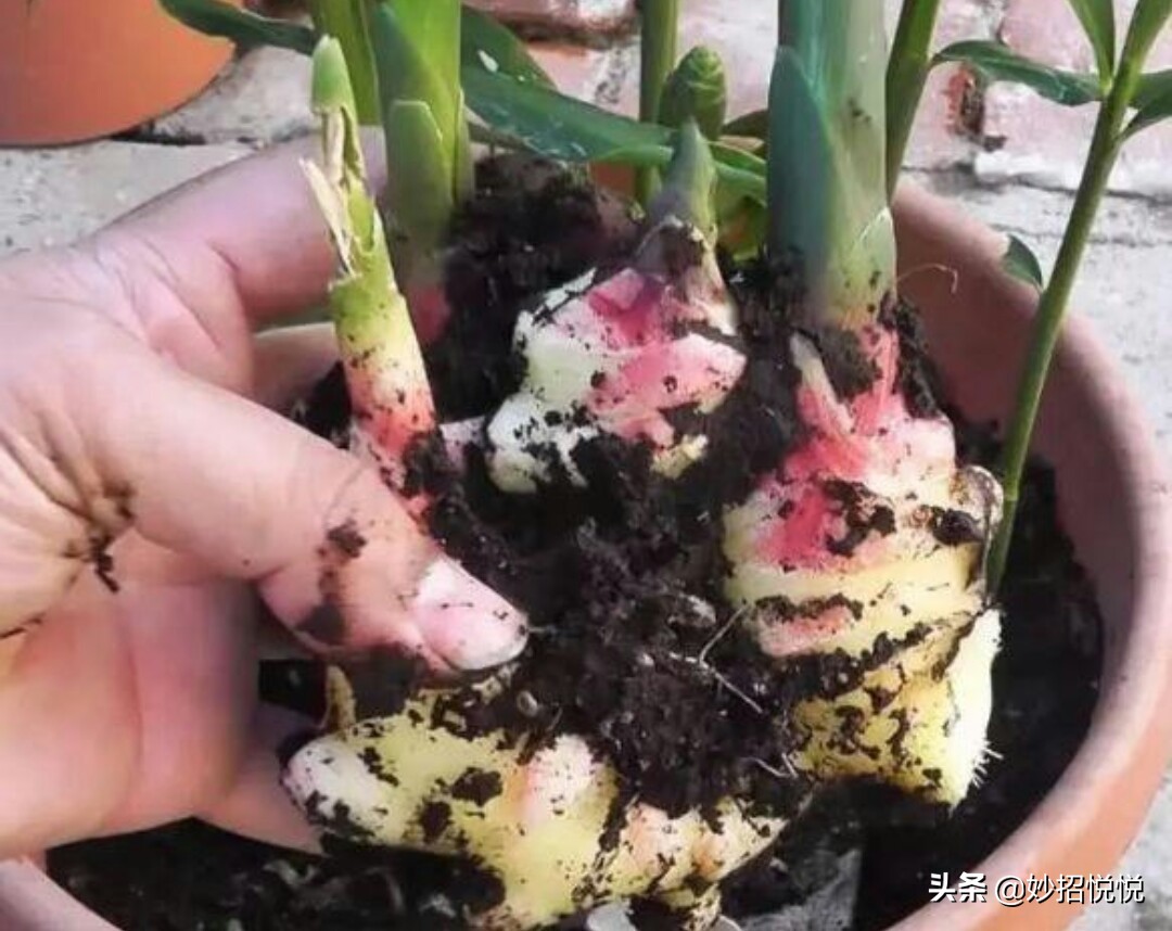 家庭生姜怎样种植最好吃,生活小妙招生姜怎么种植