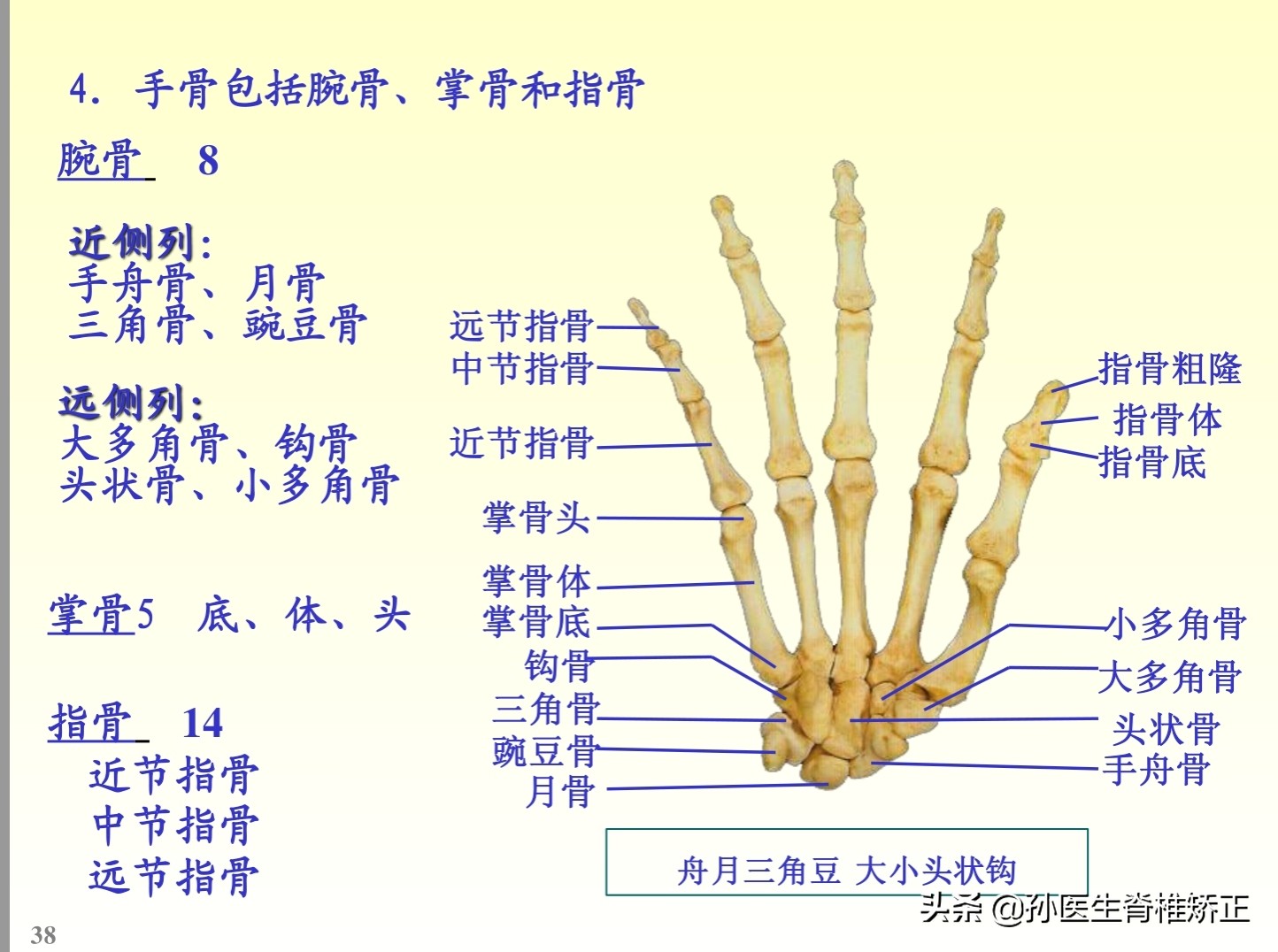解剖学基础ppt完整版,人体系统解剖学ppt完整版