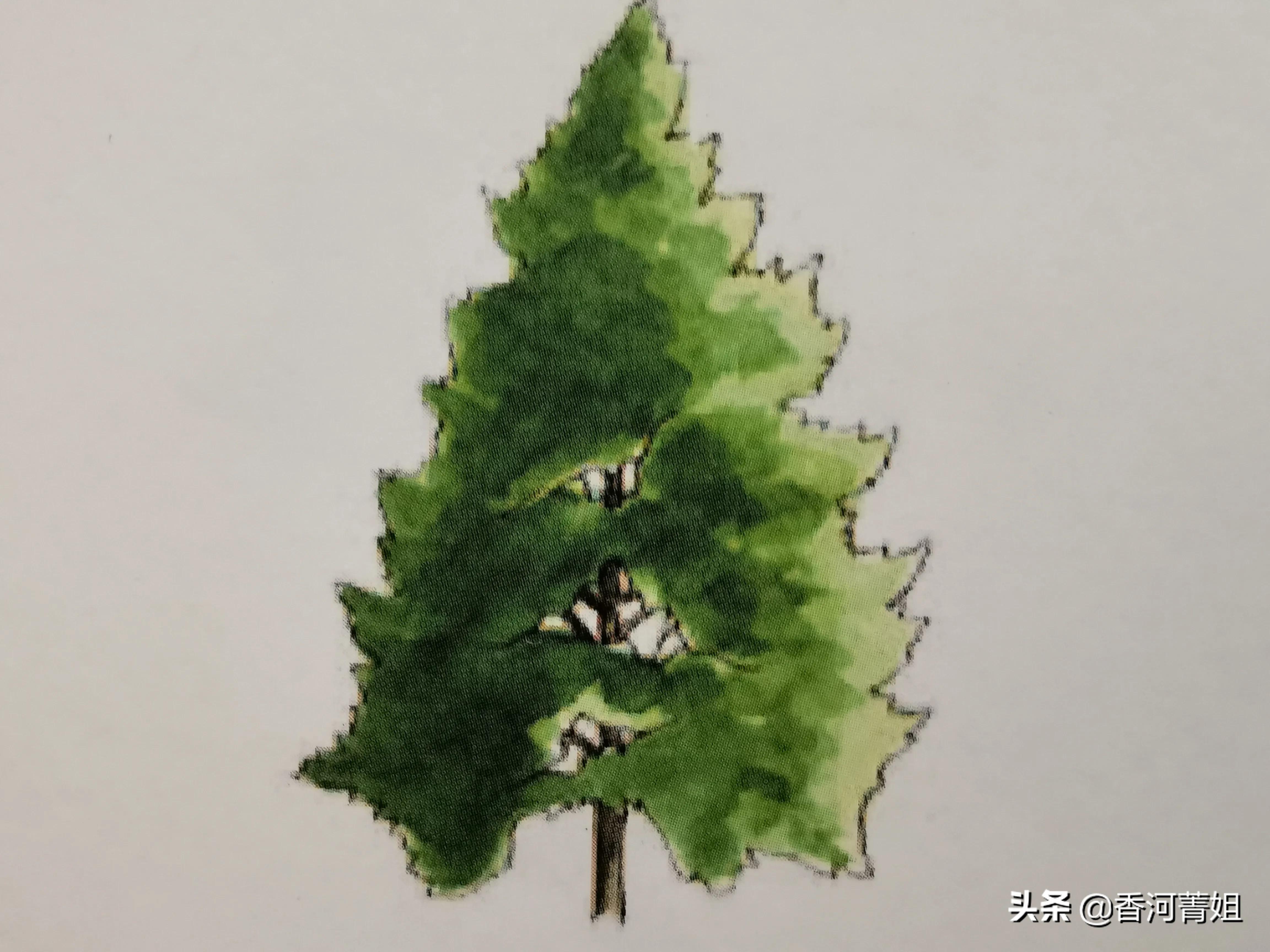 深色硬枫木,进口枫香木