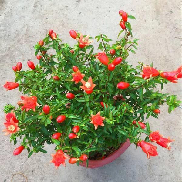 盆栽石榴花怕冷吗,石榴花盆栽不开花