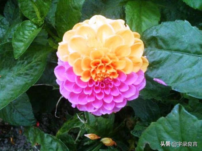 最新早安励志语录句句激励人心,励志阳光正能量文案早安