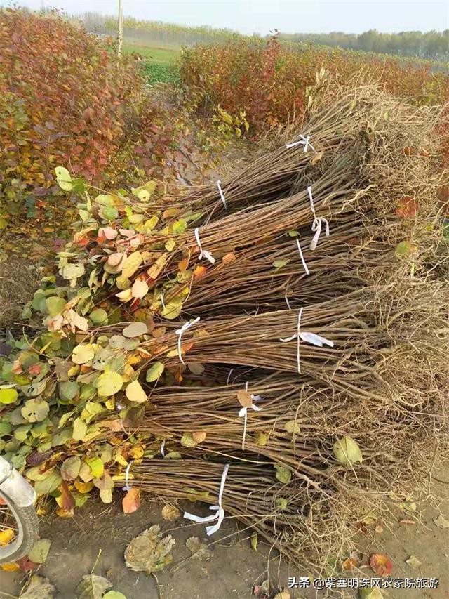 平度苗木基地桃树苗,山东日照苗木种植基地桃树苗