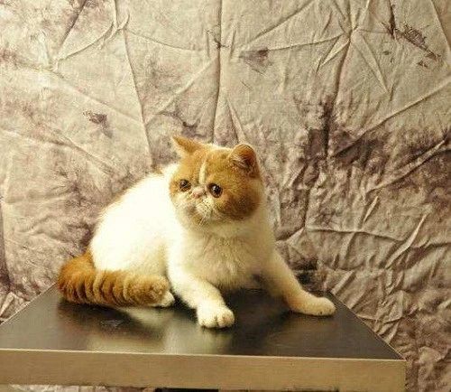 猫咪出现血便怎么办,家猫抓出血了怎样处理