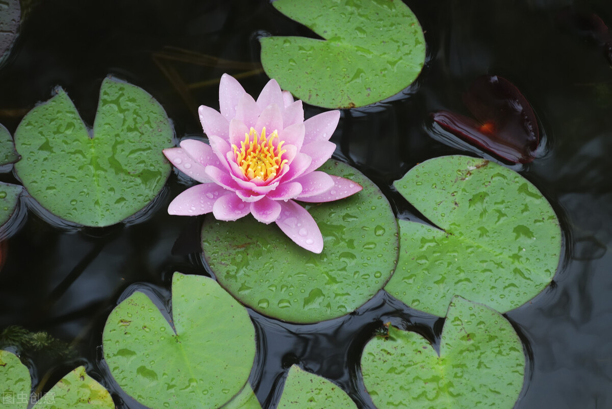 郁郁葱葱的多肉植物,适合阳光足的一年四季开花的植物