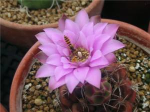 太极莲仙人球,狂莲仙人球