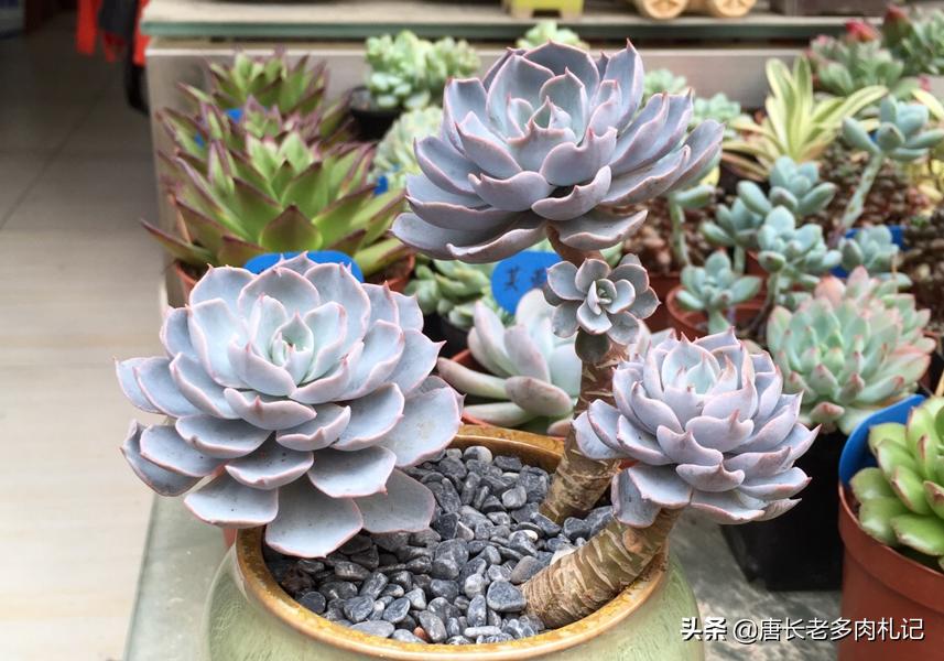 皮氏蓝石莲多肉开花怎么办,多肉品种蓝石莲怎么养殖