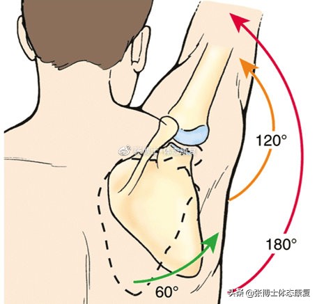 肩关节损伤矫正训练方法,肩关节功能练习痛怎么办