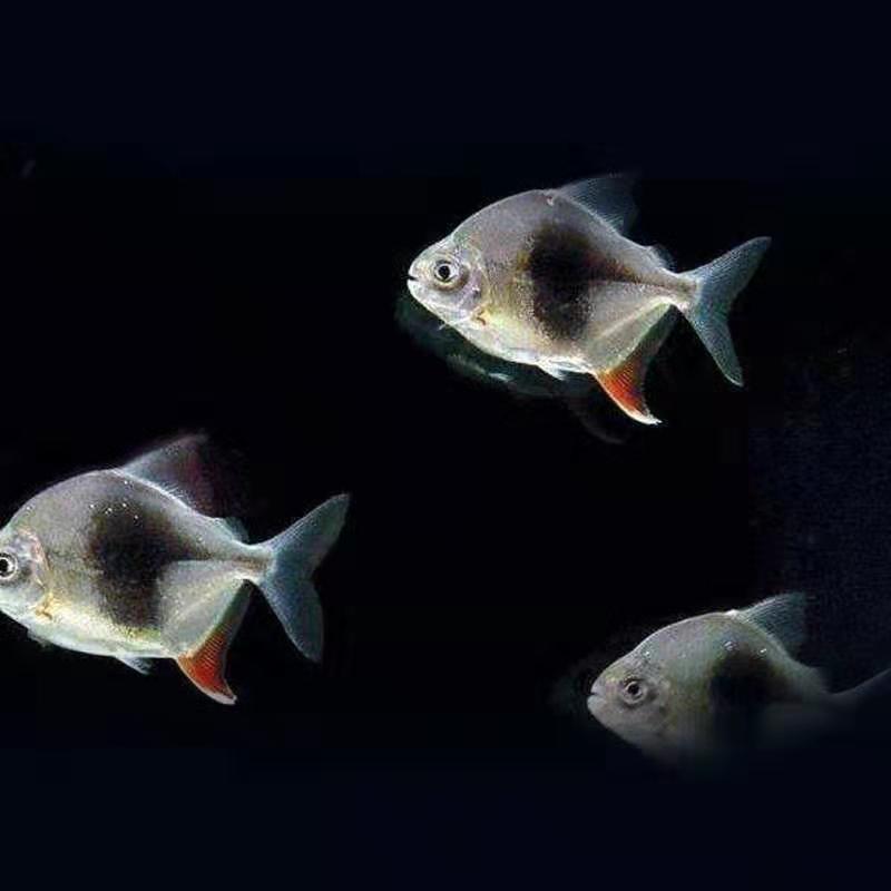 虎鱼观赏鱼好养吗,养龙鱼鱼缸能不能放植物