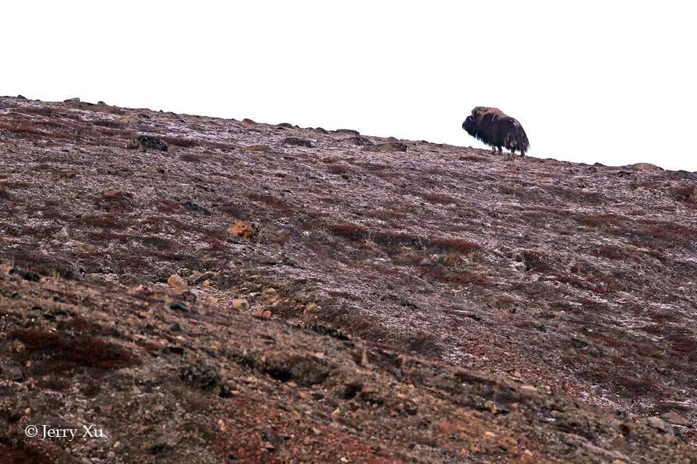 格陵兰的东海岸居然那么绚丽多彩,难怪特朗普想要买下来