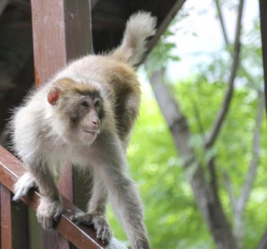 戮仙碧瑶和张小凡最后的结局,戮仙中张小凡的片段