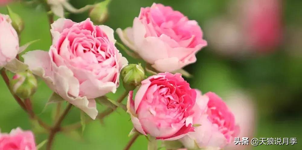 哪些月季品种抗病强,抗病性好月季有哪些