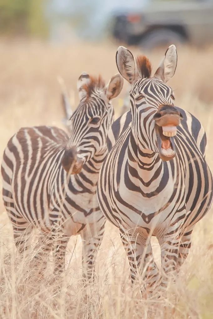 坦桑尼亚之旅,坦桑尼亚东非草原