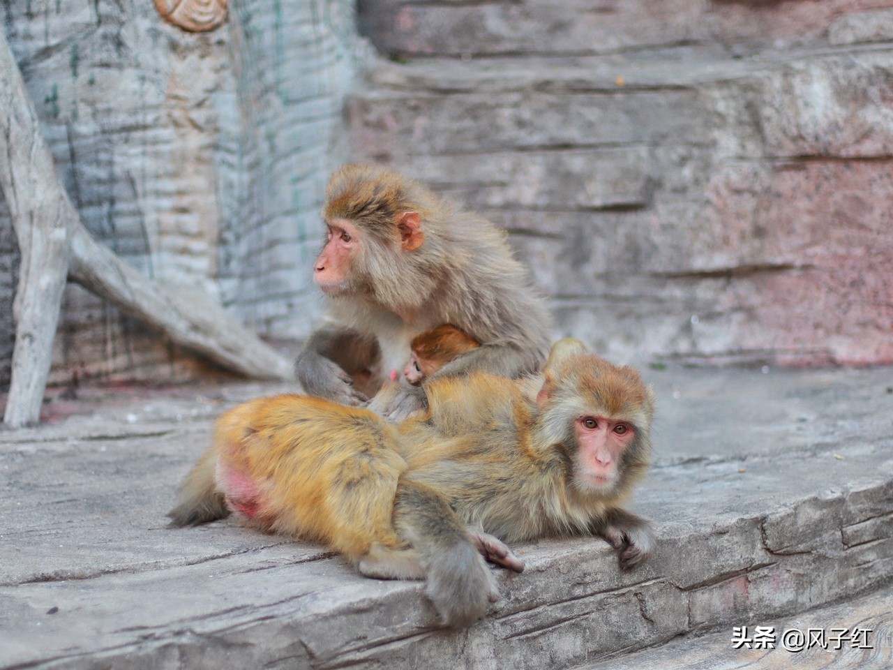 中国哪里的野生猕猴多,河南野生猕猴
