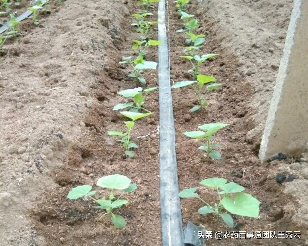 蔬菜定植后根系不长的原因是什么,蔬菜移栽下去不长是什么原因