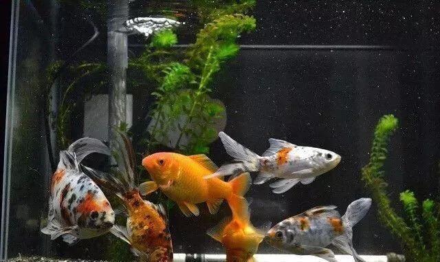 金鱼吊兰怎么养,兰寿金鱼怎么养