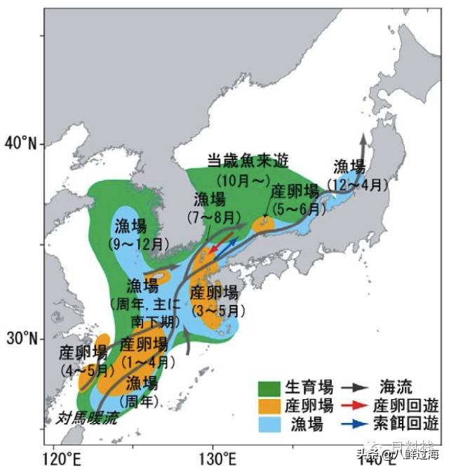鲭鱼｜虽生犹死的那种境界……