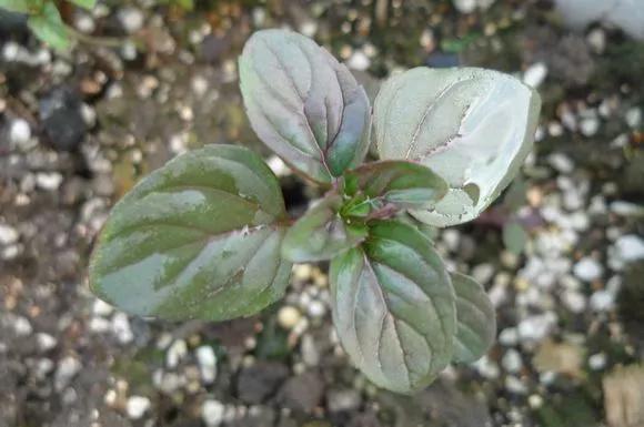 薄荷在家中养哪个品种比较好,薄荷什么品种适合养在家里