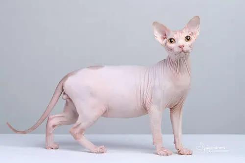 五十种可爱的猫咪,高贵的猫咪