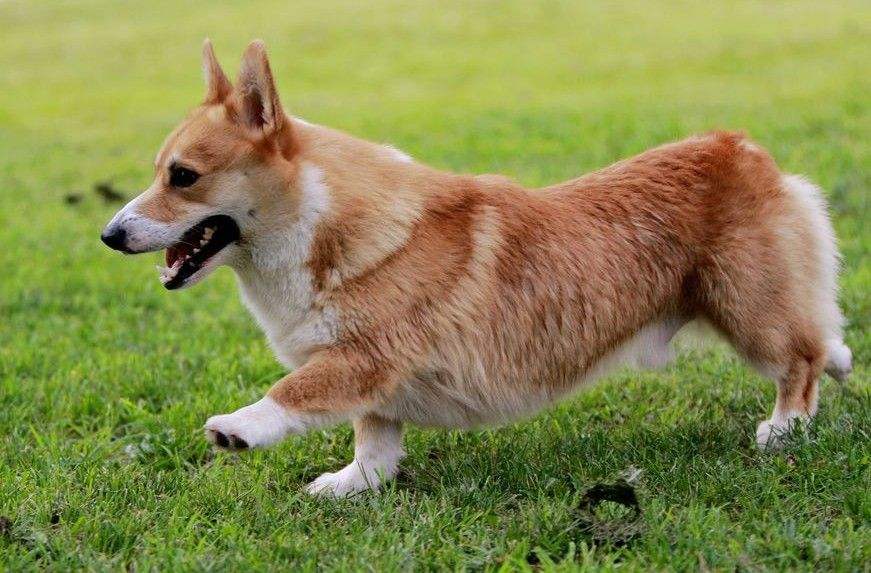 柯基犬天资聪颖看着很可爱,柯基犬精力旺盛活泼又可爱