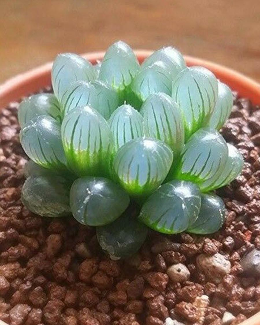 家居收纳日本主妇收纳秘笈大公开,日本主妇如何收纳冰箱蔬菜