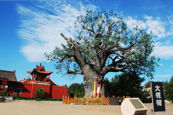 洪洞大槐树迁出的姓氏有田氏吗,洪洞大槐树迁出的姓氏有云南的吗