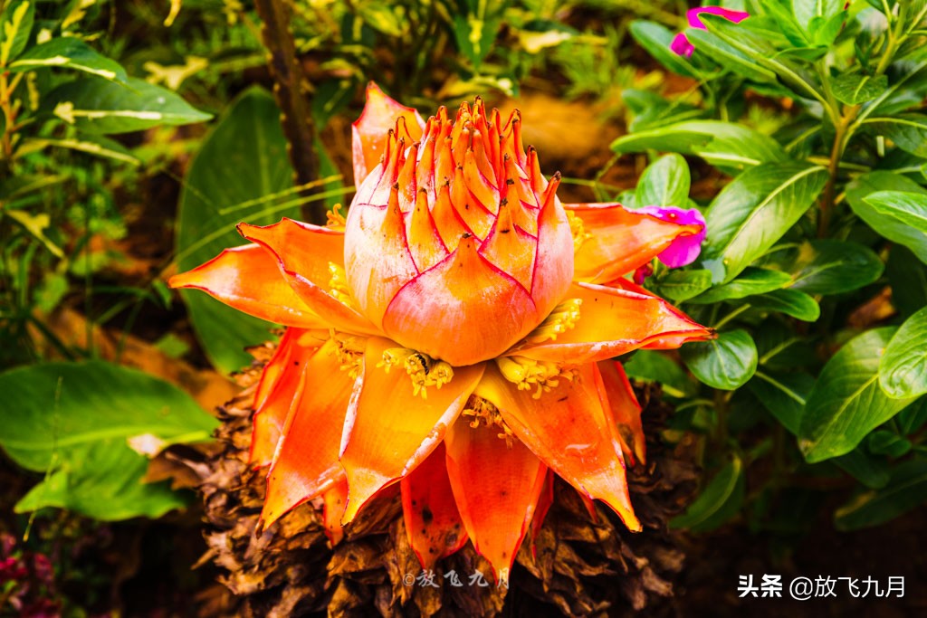 西双版纳必玩三个景点旅游攻略,西双版纳主要景点自由行