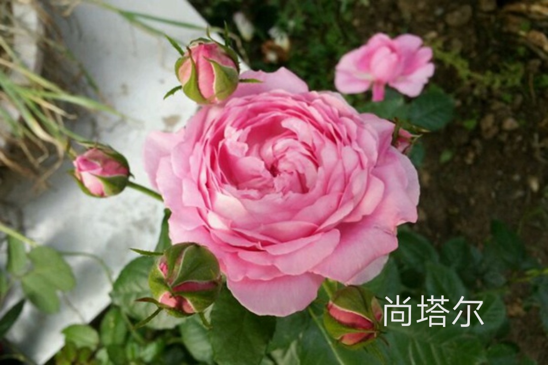 切花火焰月季的优缺点,常见切花月季一览