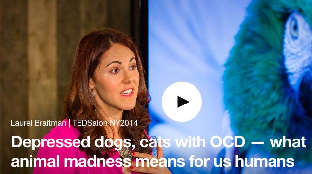 抑郁的狗有什么表现,抑郁的狗什么表现