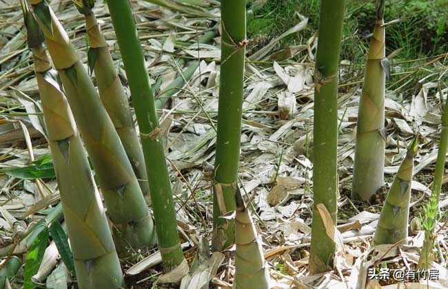 不可食无竹的竹子,宁可不吃肉也得吃竹子