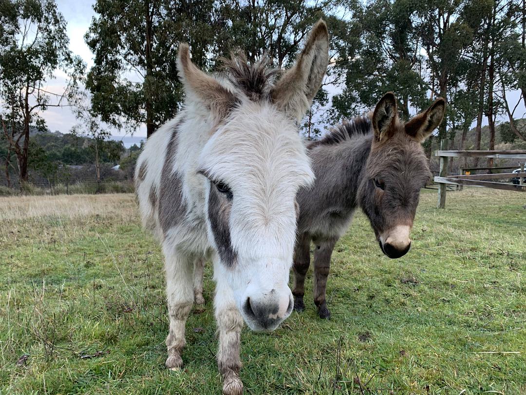 塔斯马尼亚心形小岛,降落西沙群岛
